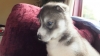 KC REGISTERED Siberian Husky Puppies